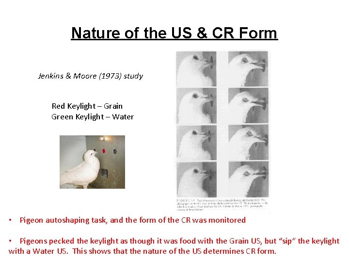 Nature of the US & CR Form Jenkins & Moore (1973) study Red Keylight