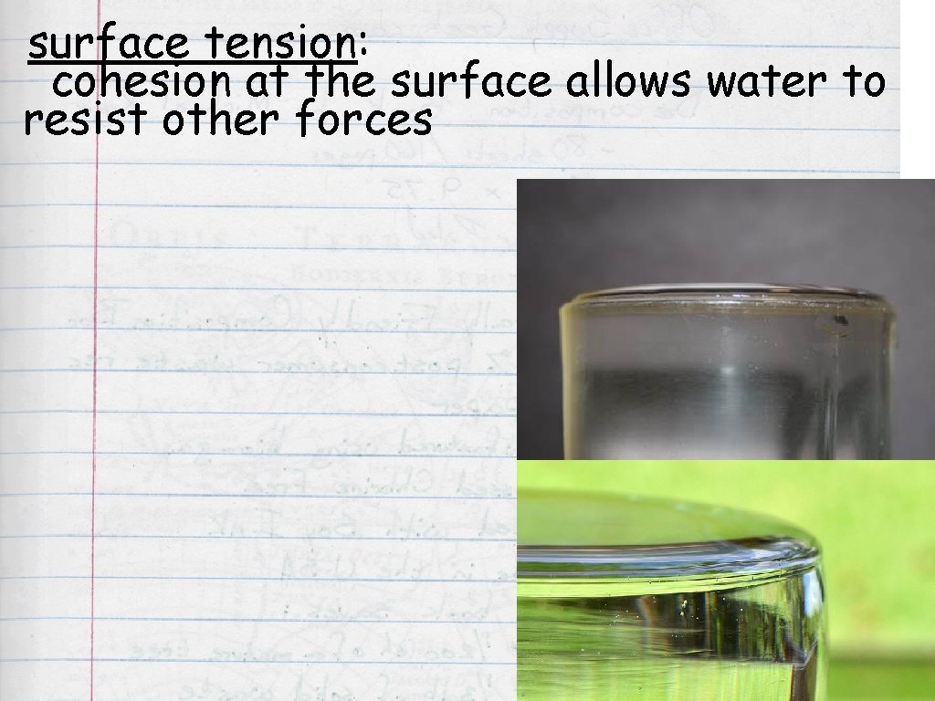 surface tension: cohesion at the surface allows water to resist other forces 