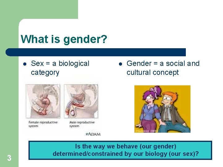 What is gender? l 3 Sex = a biological category l Gender = a