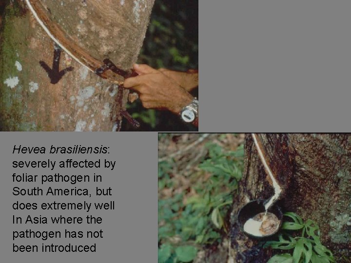 Hevea brasiliensis: severely affected by foliar pathogen in South America, but does extremely well