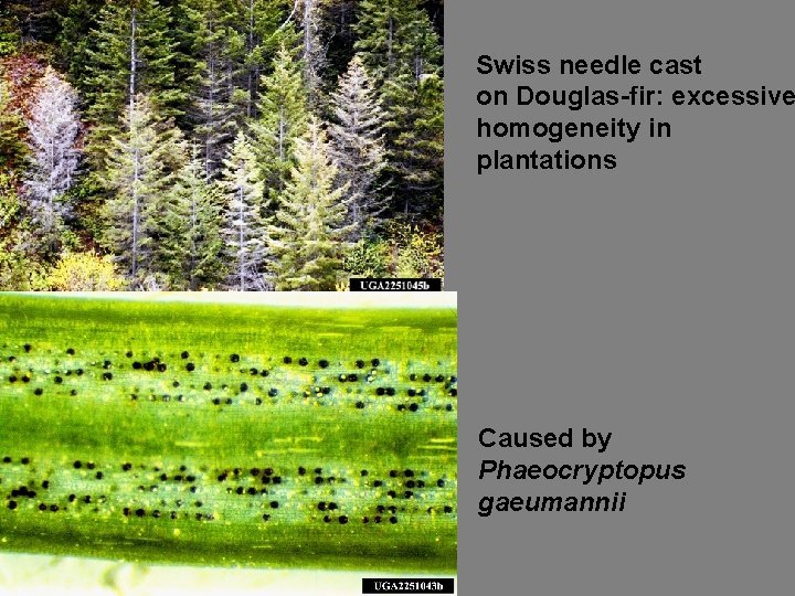 Swiss needle cast on Douglas-fir: excessive homogeneity in plantations Caused by Phaeocryptopus gaeumannii 