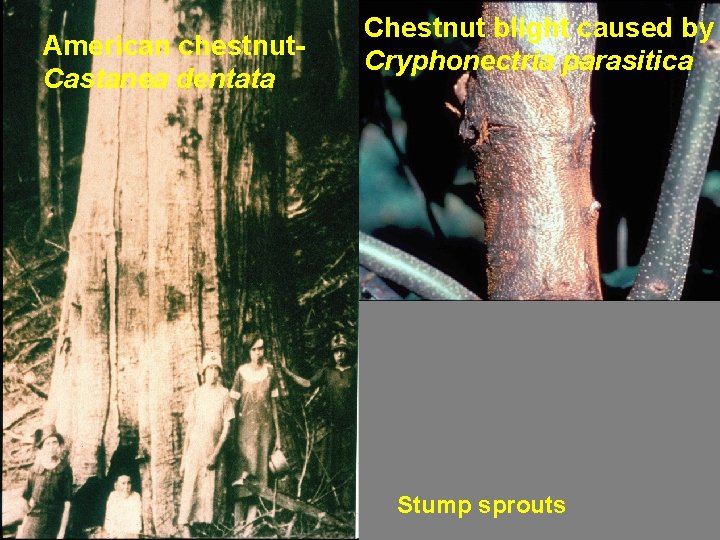 American chestnut. Castanea dentata Chestnut blight caused by Cryphonectria parasitica Stump sprouts 