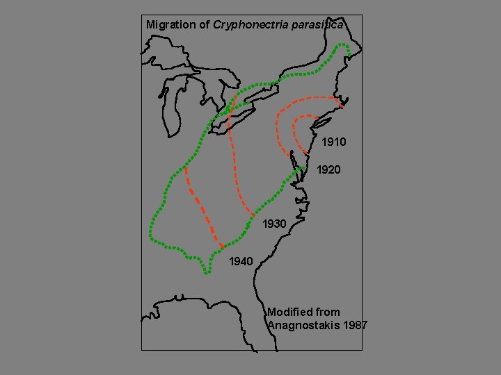 Migration of Cryphonectria parasitica 1910 1920 1930 1940 Modified from Anagnostakis 1987 