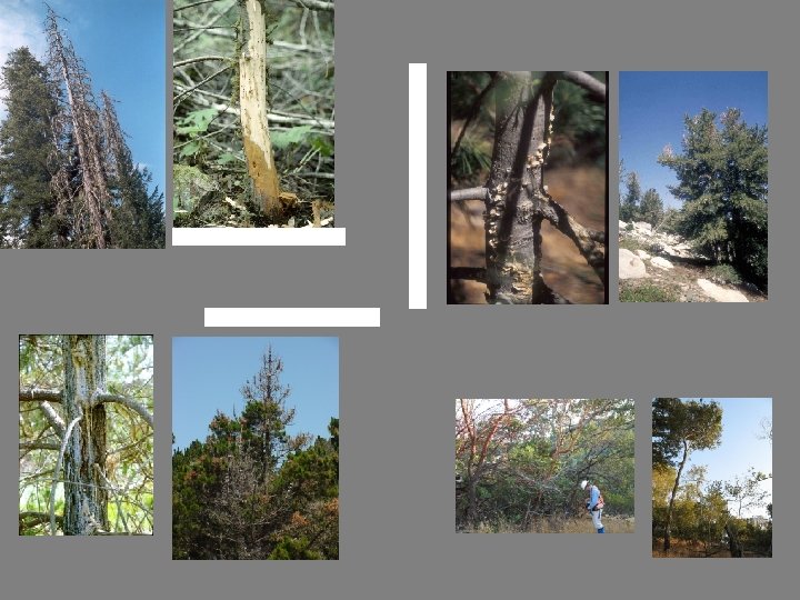 Introduced Forest Pathogens in CA Port-Orford Cedar root disease Phytophthora lateralis White Pine Blister