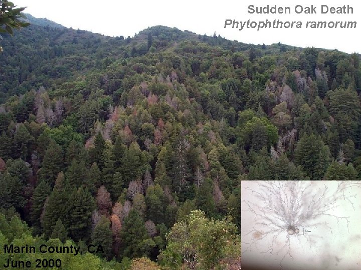 Sudden Oak Death Phytophthora ramorum Marin County, CA June 2000 