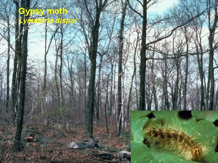 Gypsy moth Lymantria dispar 