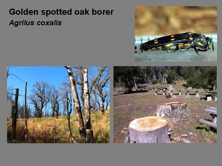 Golden spotted oak borer Agrilus coxalis 