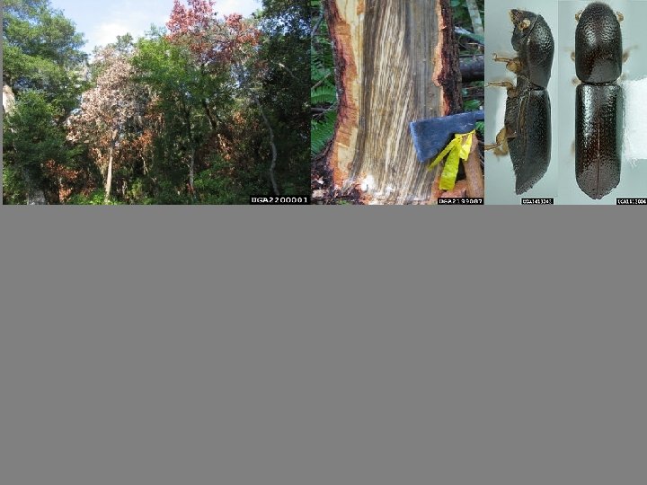 Laurel Wilt Raffaelea lauricola sp. nov. consistently isolated from affected tissue. . . from