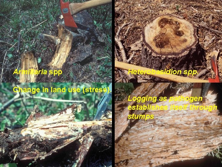 Armillaria spp Heterobasidion spp. Change in land use (stress). Logging as pathogen establishes itself