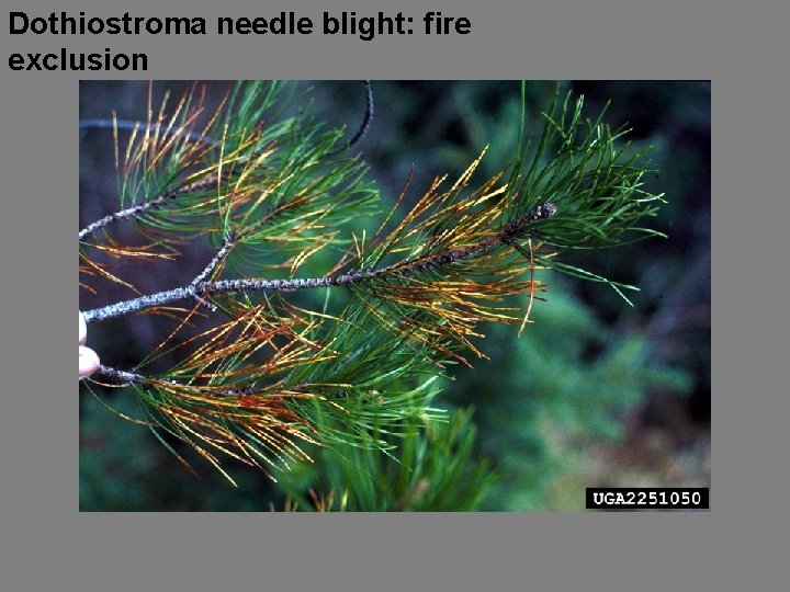 Dothiostroma needle blight: fire exclusion 