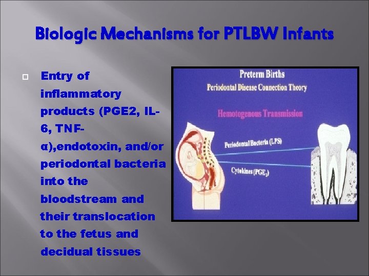 Biologic Mechanisms for PTLBW Infants Entry of inflammatory products (PGE 2, IL 6, TNFα),