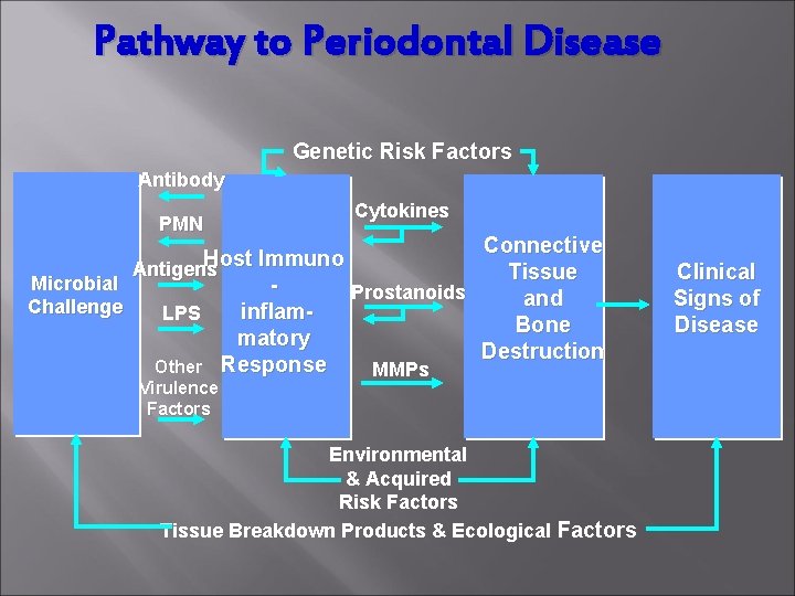 Pathway to Periodontal Disease Genetic Risk Factors Antibody PMN Cytokines Connective Host Immuno Antigens