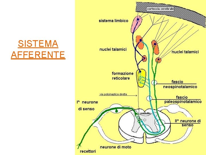 SISTEMA AFFERENTE 