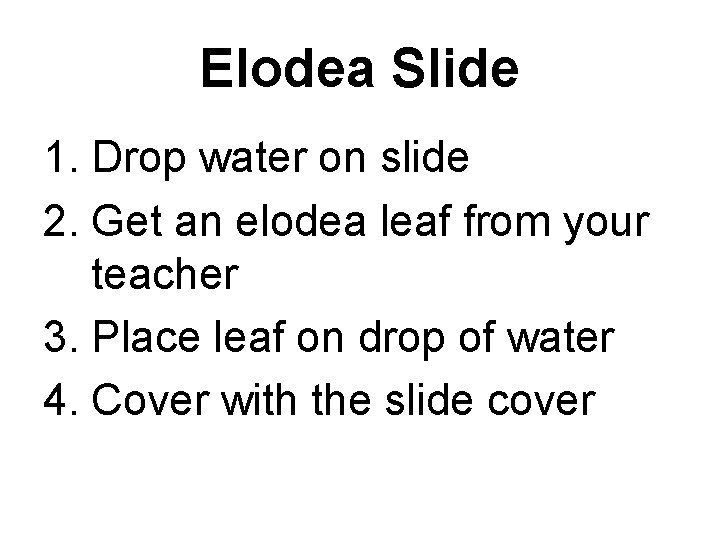 Elodea Slide 1. Drop water on slide 2. Get an elodea leaf from your