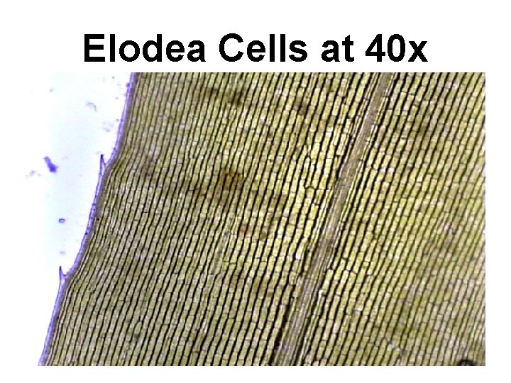 Elodea Cells at 40 x 