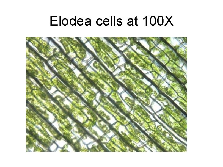 Elodea cells at 100 X 