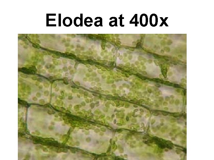 Elodea at 400 x 