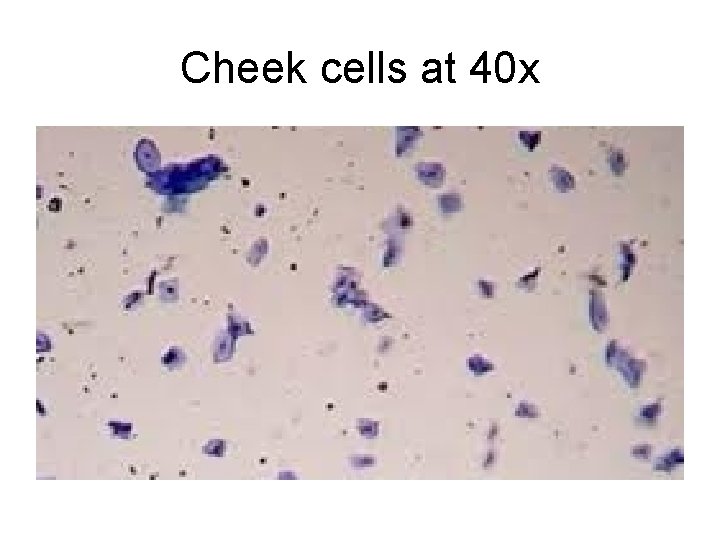 Cheek cells at 40 x 