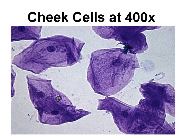 Cheek Cells at 400 x 