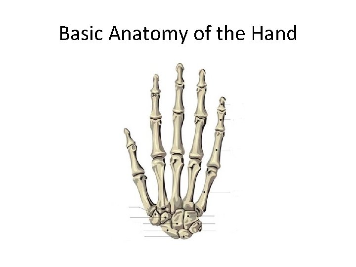 Basic Anatomy of the Hand 