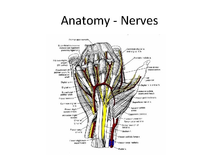 Anatomy - Nerves 