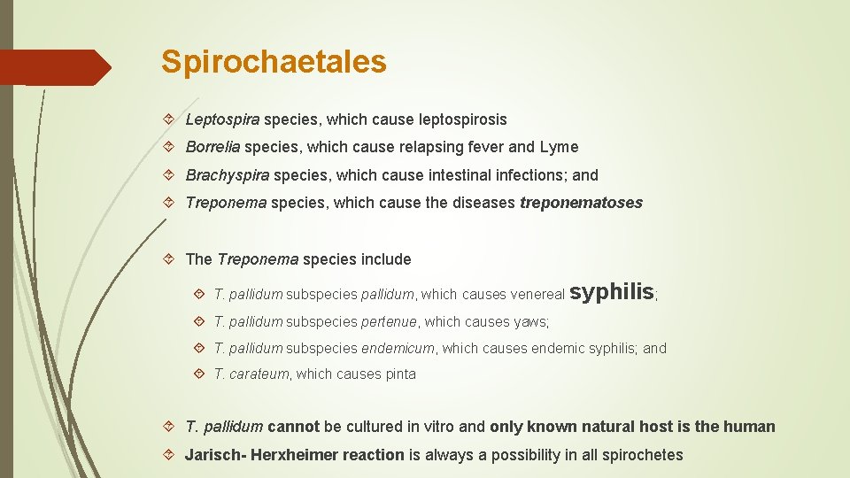 Spirochaetales Leptospira species, which cause leptospirosis Borrelia species, which cause relapsing fever and Lyme