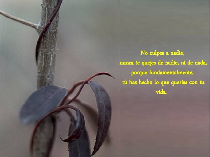 No culpes a nadie, nunca te quejes de nadie, ni de nada, porque fundamentalmente,