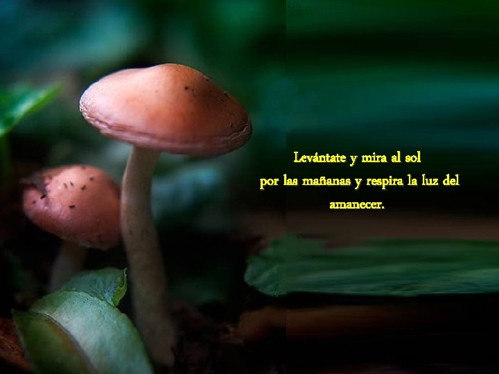 Levántate y mira al sol por las mañanas y respira la luz del amanecer.