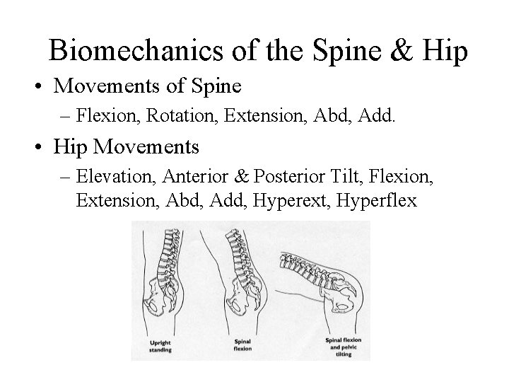 Biomechanics of the Spine & Hip • Movements of Spine – Flexion, Rotation, Extension,