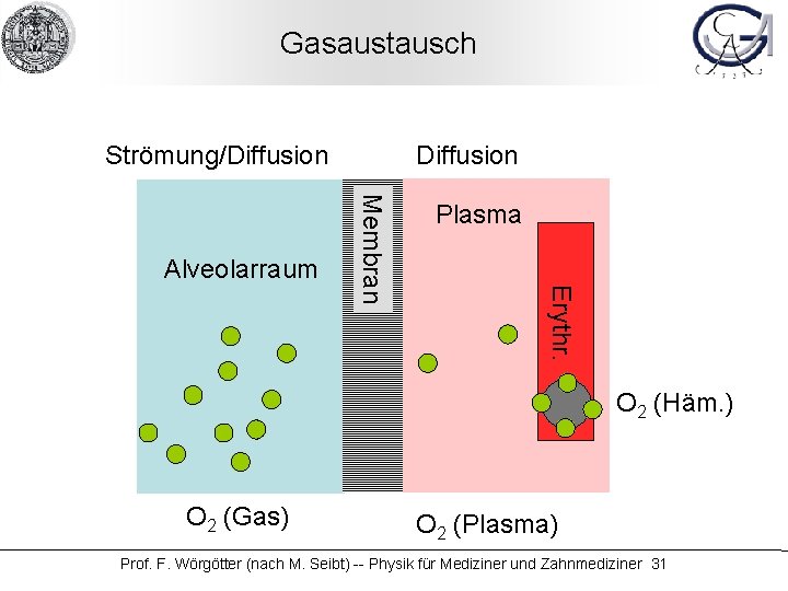 Gasaustausch Strömung/Diffusion Plasma Erythr. Membran Alveolarraum Diffusion O 2 (Häm. ) O 2 (Gas)