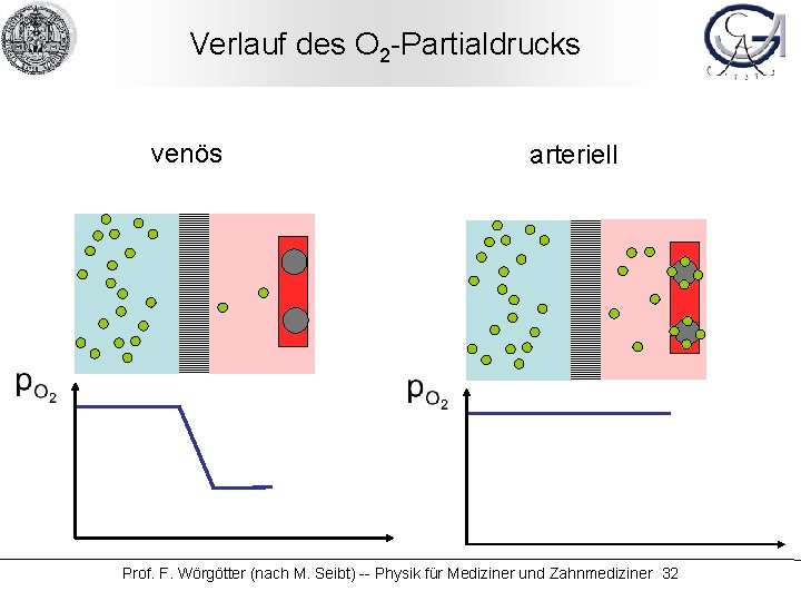 Verlauf des O 2 -Partialdrucks venös arteriell Prof. F. Wörgötter (nach M. Seibt) --