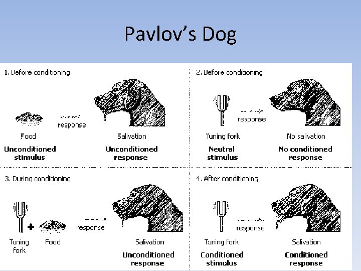 Pavlov’s Dog 