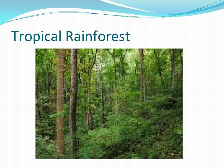 Tropical Rainforest Tropical Rainforest