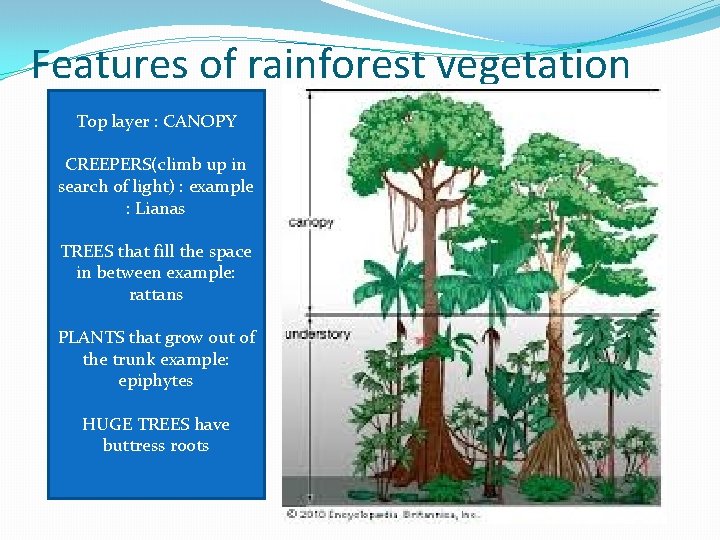 Features of rainforest vegetation Top layer : CANOPY CREEPERS(climb up in search of light) Features of rainforest vegetation Top layer : CANOPY CREEPERS(climb up in search of light)