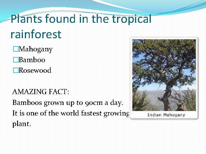 Plants found in the tropical rainforest �Mahogany �Bamboo �Rosewood AMAZING FACT: Bamboos grown up Plants found in the tropical rainforest �Mahogany �Bamboo �Rosewood AMAZING FACT: Bamboos grown up