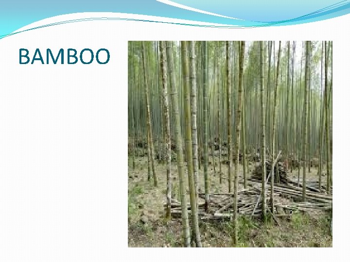 BAMBOO BAMBOO