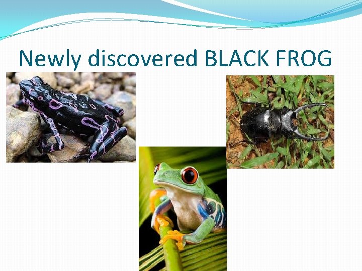 Newly discovered BLACK FROG Newly discovered BLACK FROG
