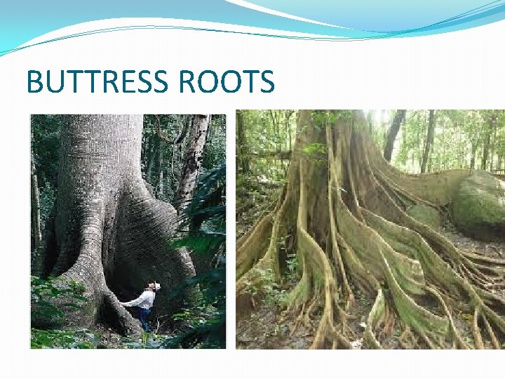 BUTTRESS ROOTS BUTTRESS ROOTS