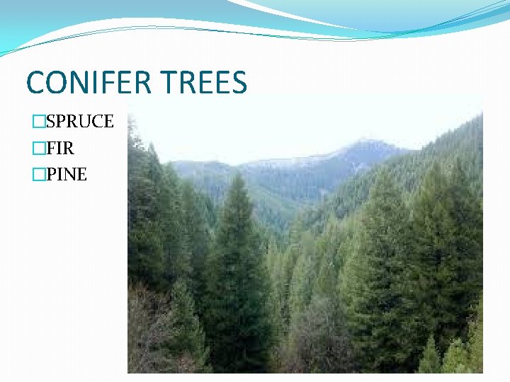 CONIFER TREES �SPRUCE �FIR �PINE CONIFER TREES �SPRUCE �FIR �PINE