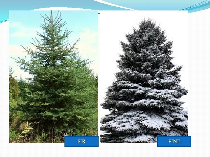 FIR PINE FIR PINE