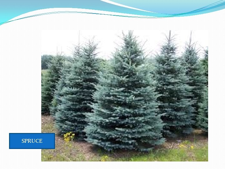 SPRUCE SPRUCE