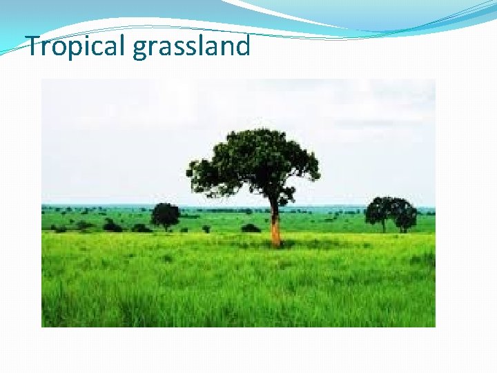 Tropical grassland Tropical grassland
