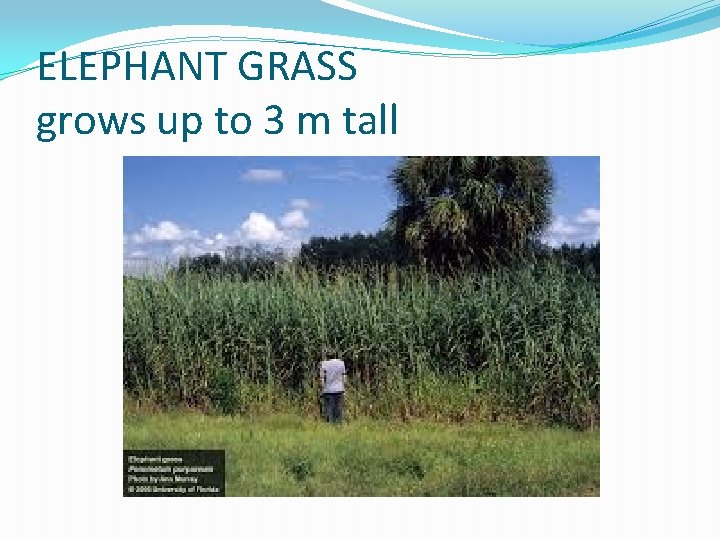ELEPHANT GRASS grows up to 3 m tall ELEPHANT GRASS grows up to 3 m tall