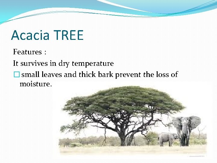Acacia TREE Features : It survives in dry temperature � small leaves and thick Acacia TREE Features : It survives in dry temperature � small leaves and thick