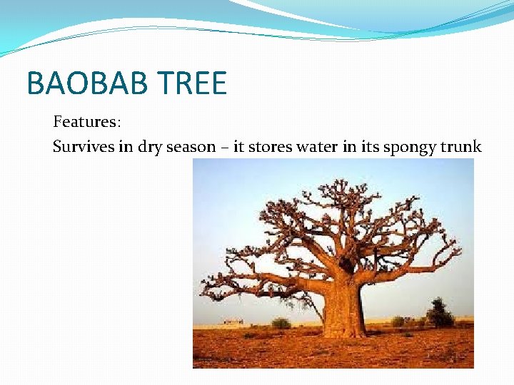 BAOBAB TREE Features: Survives in dry season – it stores water in its spongy BAOBAB TREE Features: Survives in dry season – it stores water in its spongy