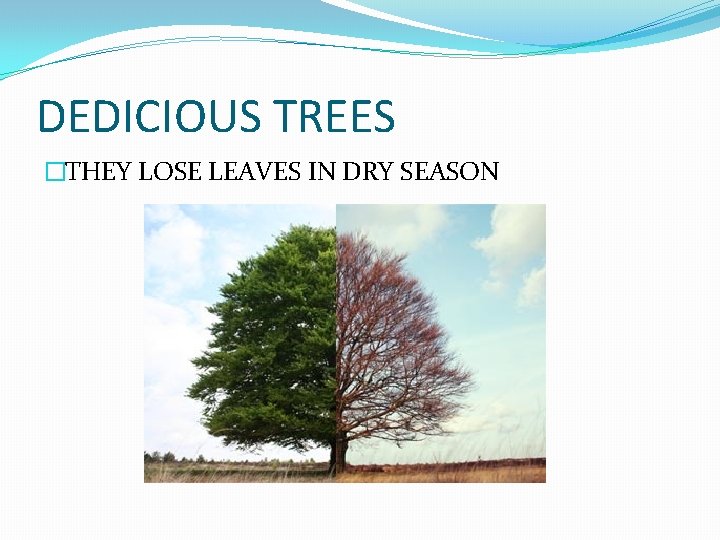 DEDICIOUS TREES �THEY LOSE LEAVES IN DRY SEASON DEDICIOUS TREES �THEY LOSE LEAVES IN DRY SEASON