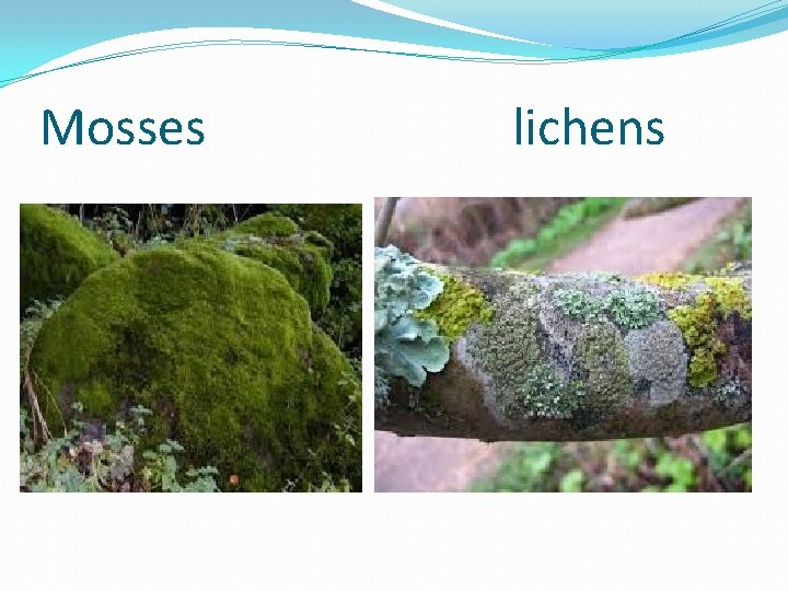 Mosses lichens Mosses lichens