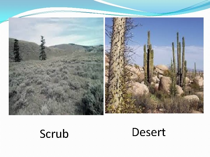 Scrub Desert Scrub Desert