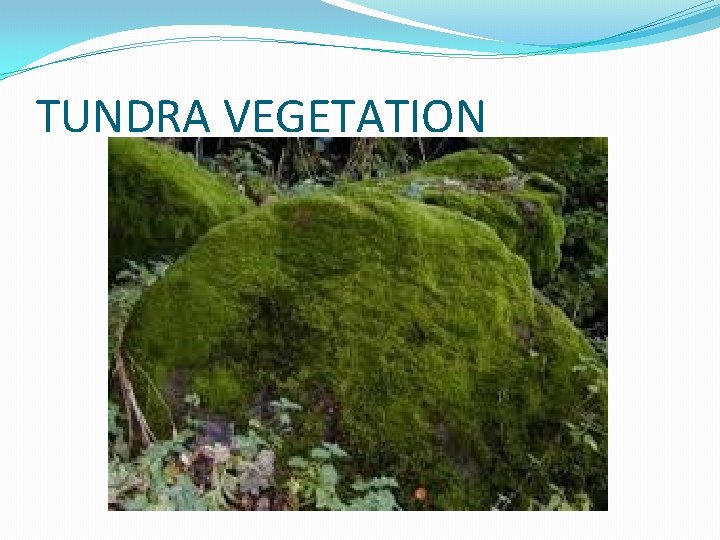 TUNDRA VEGETATION TUNDRA VEGETATION
