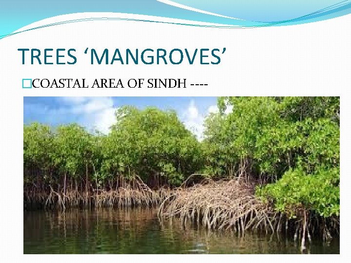 TREES ‘MANGROVES’ �COASTAL AREA OF SINDH ---- TREES ‘MANGROVES’ �COASTAL AREA OF SINDH ----